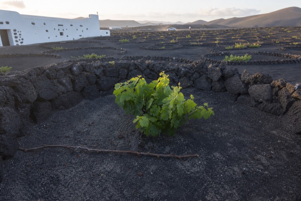 A vine growing in a deep stone-walled pit in black volcanic ash in La Geria
