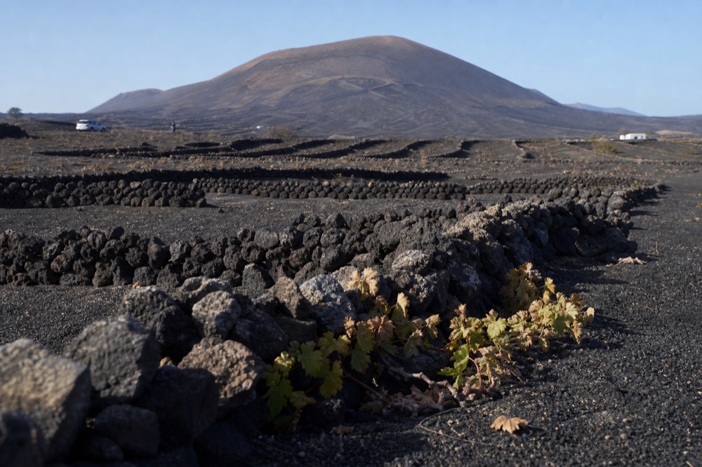 Rows of vine pits in black ash with half-circle stone walls curving toward a volcano