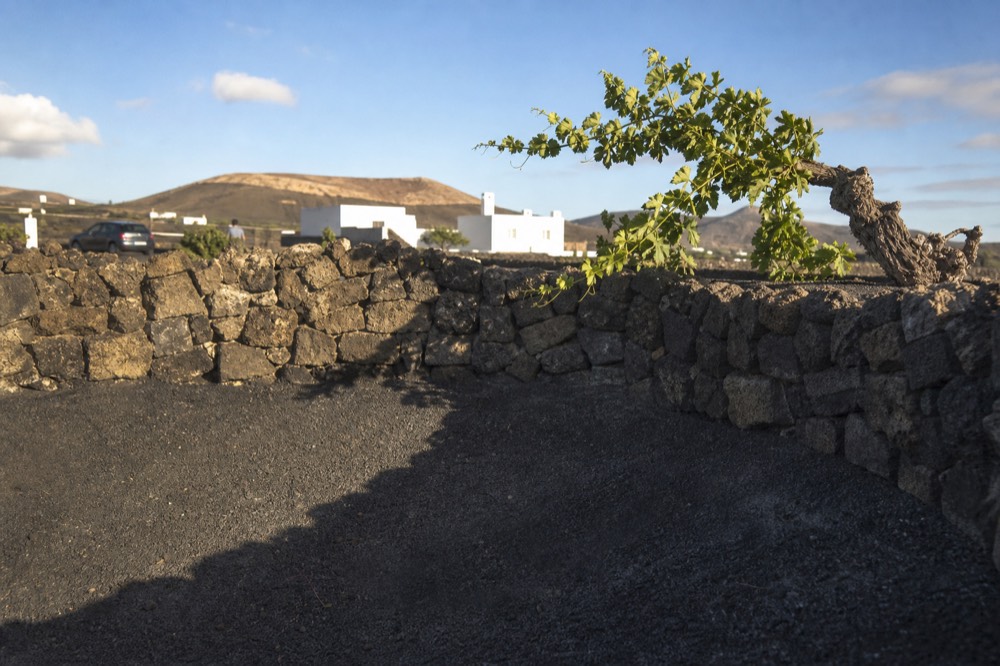 Half-moon stone windbreaks around vine pits in black volcanic ash