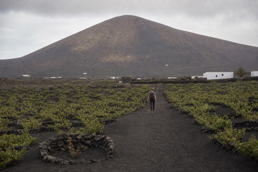 A hiker walking a narrow path between black ash vineyards toward a volcanic cone