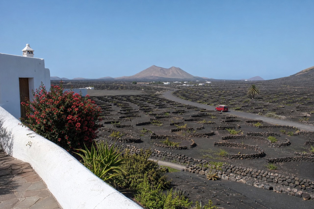 Vine pits dug into black volcanic ash with semicircular stone windbreaks under a wide sky