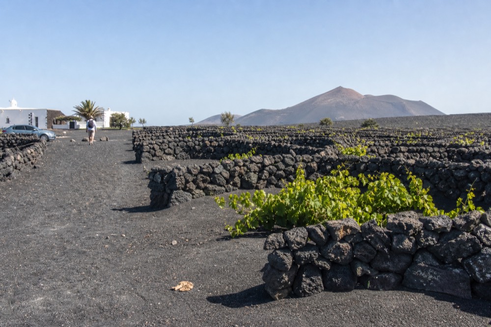 Rows of vine pits in black ash with semicircular stone windbreaks under a clear sky