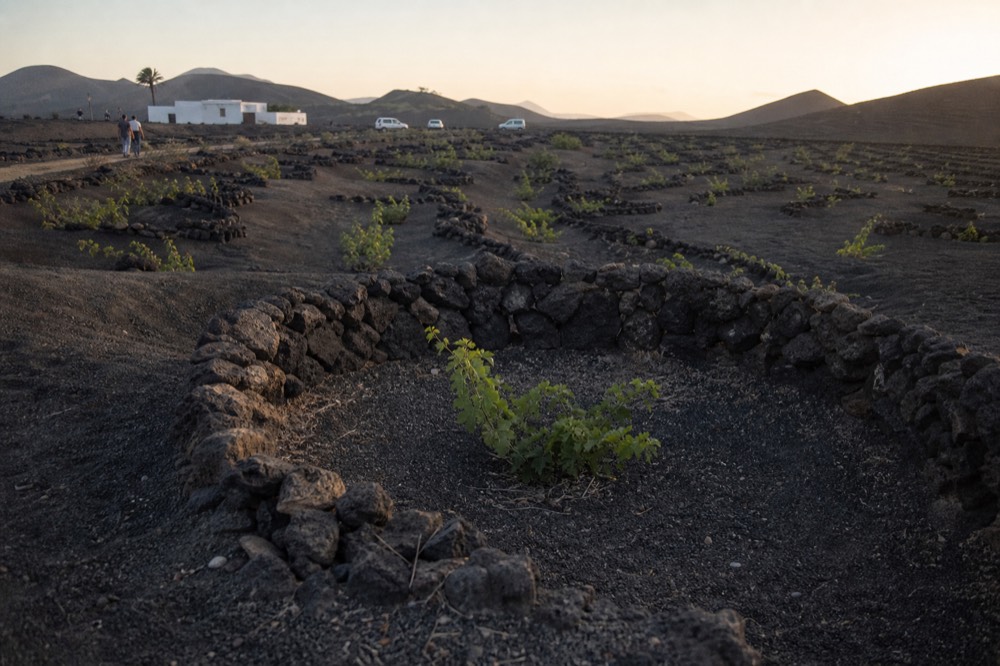 A close view of a single green vine growing in a dark ash pit with a stone windbreak