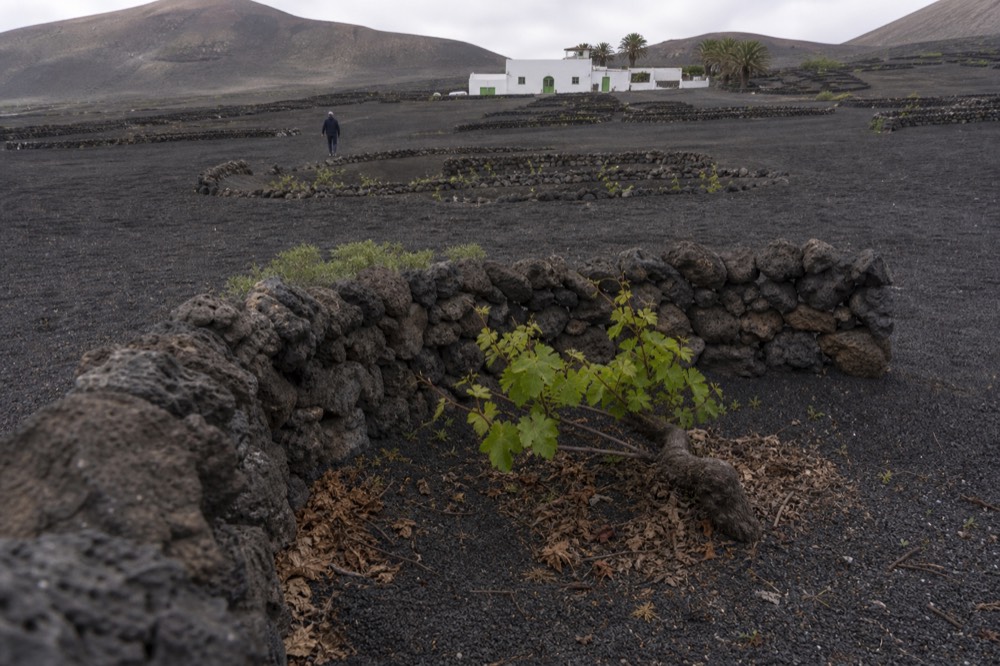 Vine pit with semicircular stone wall in black volcanic ash