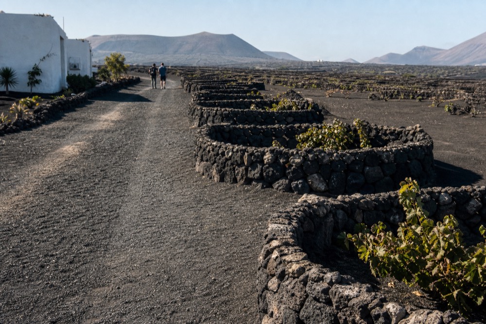 Rows of low stone semicircles protecting vines in dark ash