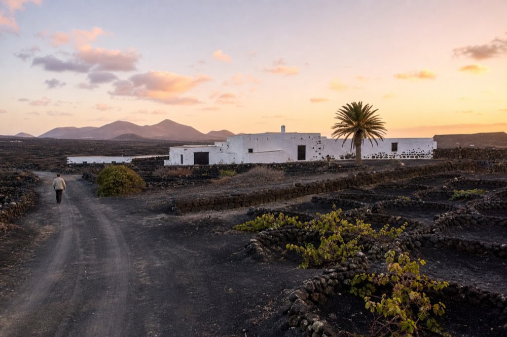 A rural white farmhouse among black volcanic ash vineyards in La Geria at sunset