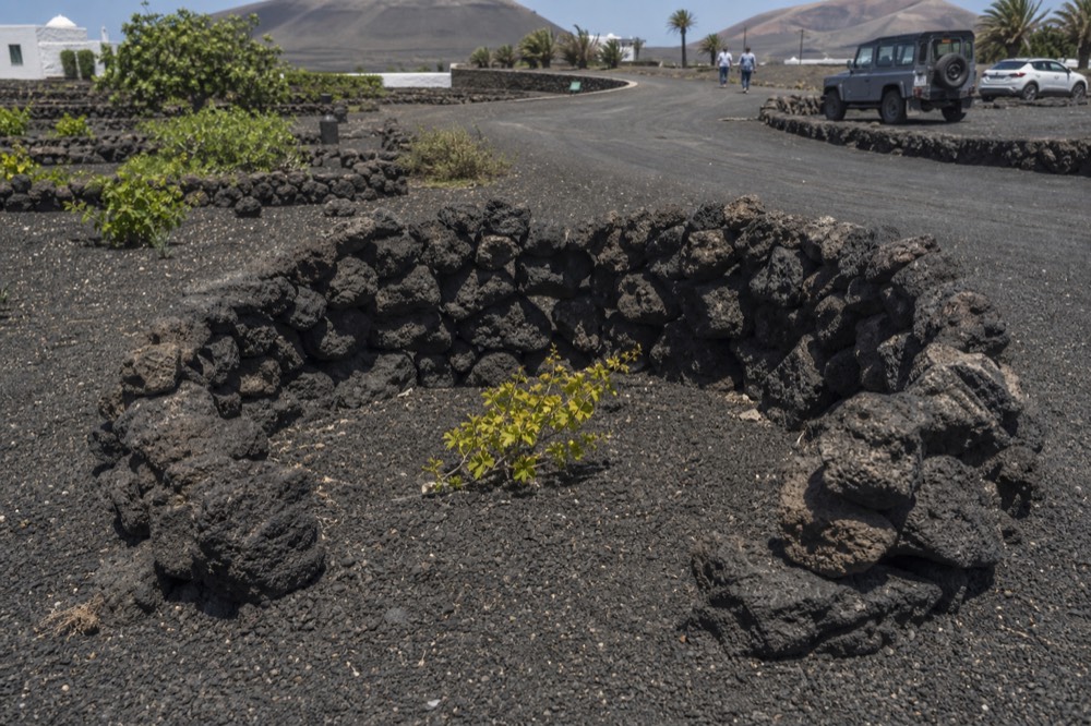 A dry stone semicircular windbreak around a single vine in a pit of black volcanic ash
