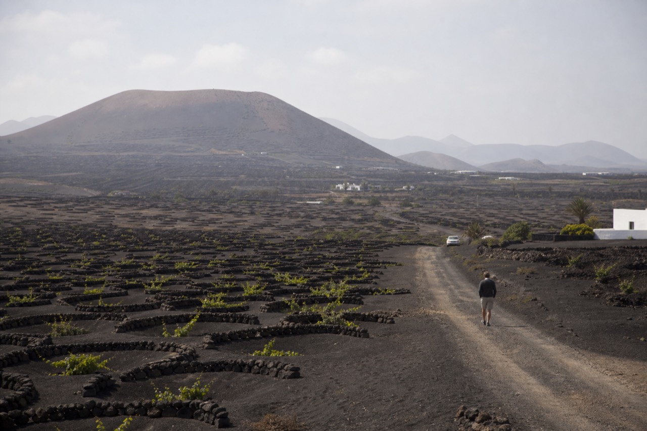 Volcanic landscape with vineyards