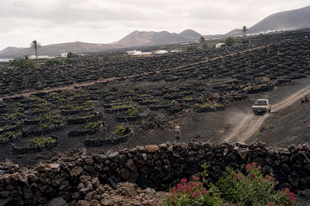 Rows of shallow stone windbreaks around vine pits in black ash fields