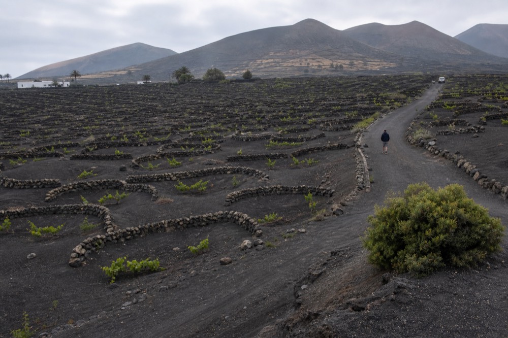 Rows of semicircular stone windbreaks around single vines in black ash