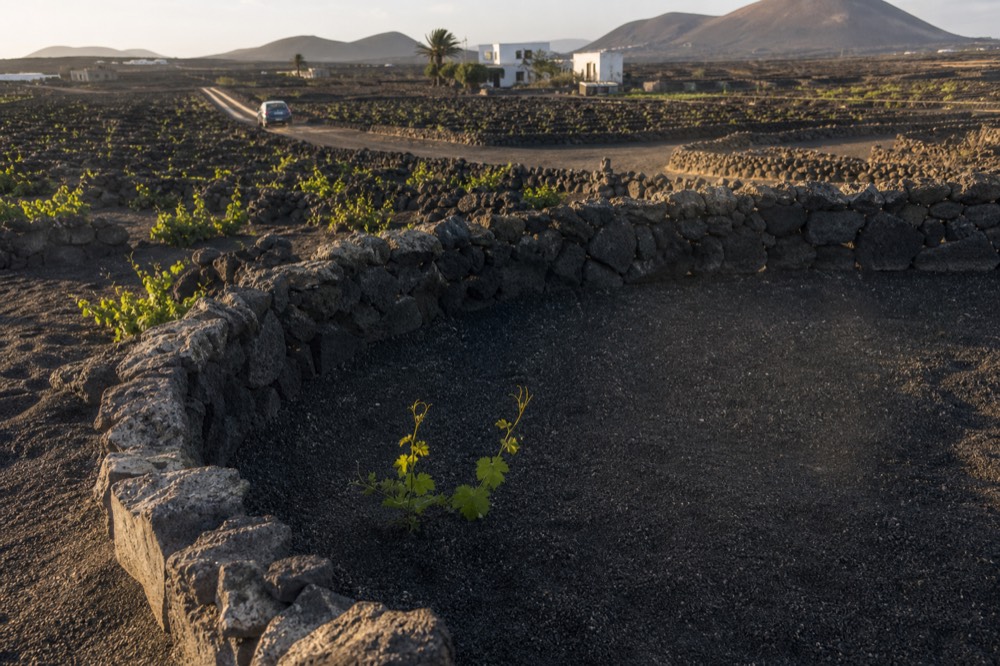 A single vine in a deep ash pit ringed by a stone windbreak