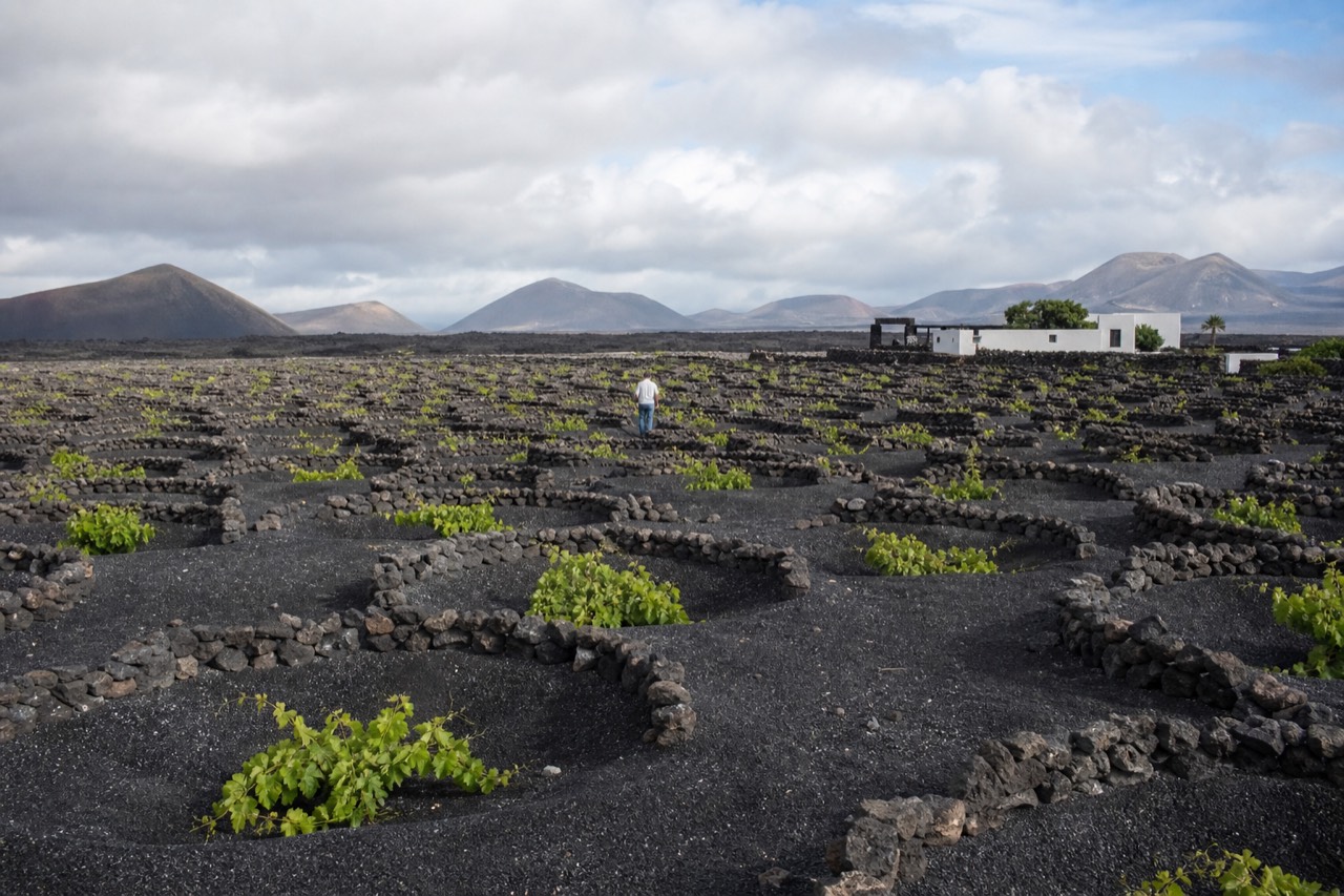 Vine pits dug into black volcanic ash under a wide sky in La Geria