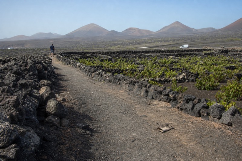 Footpath through hand-dug vine pits and stone walls with volcanic cones beyond