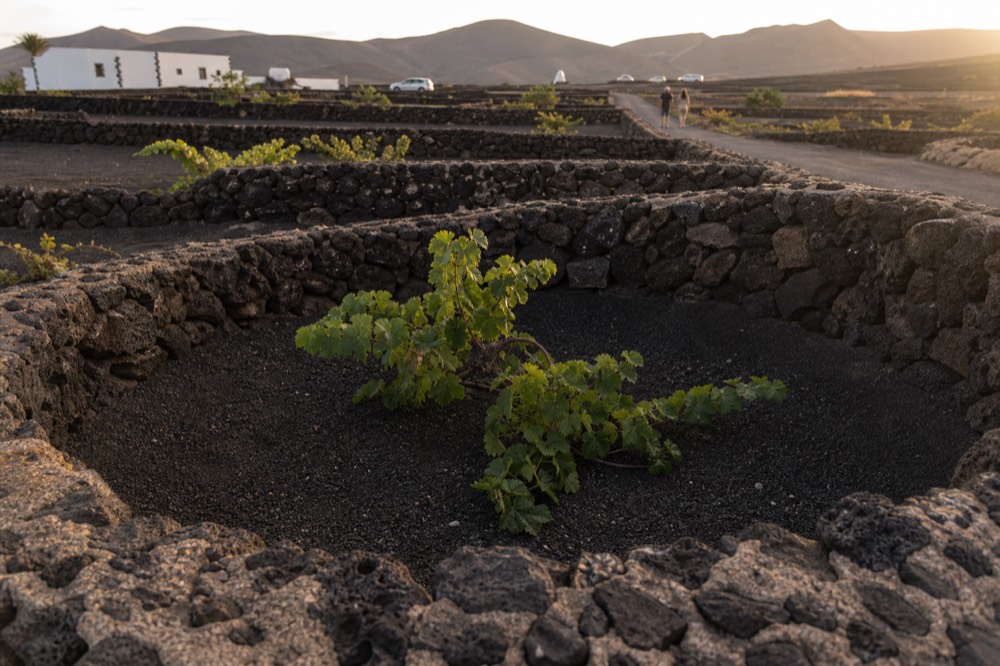 Close view of a single vine in a deep ash pit sheltered by a curved dry stone wall