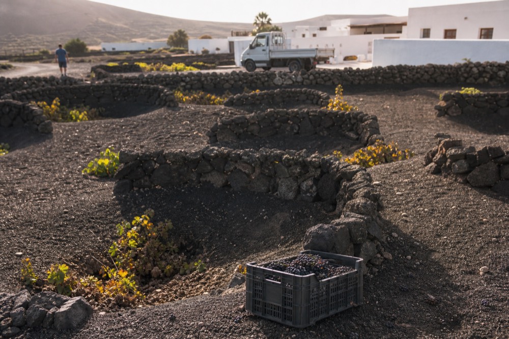 Grapes in a small crate beside volcanic ash vineyard rows at harvest time