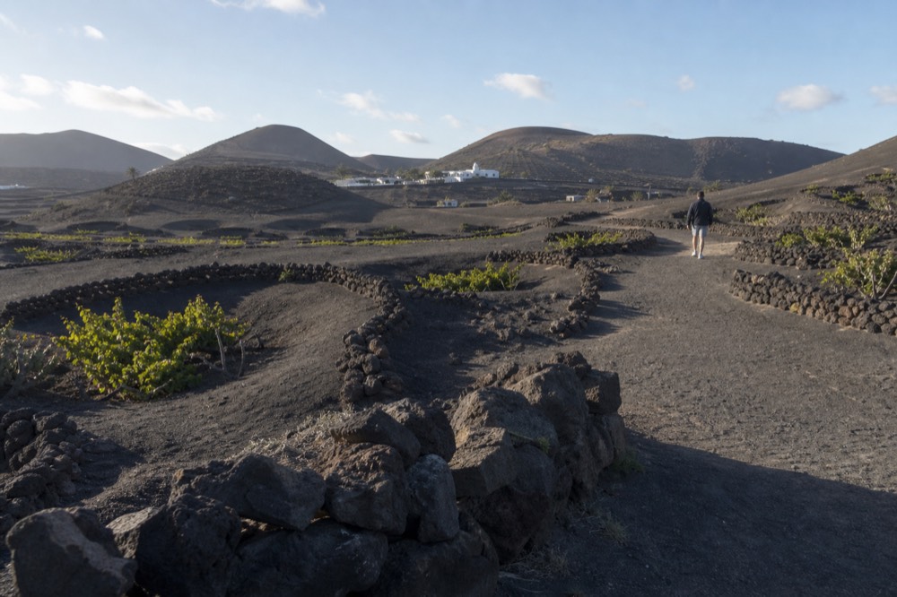 Walking path between volcanic cinder cones and vineyard pits in La Geria