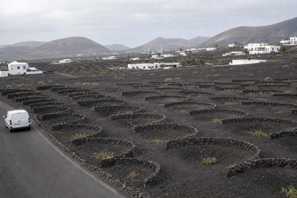 Black volcanic ash fields with single vines in deep pits and semicircular stone walls beside a quiet island road