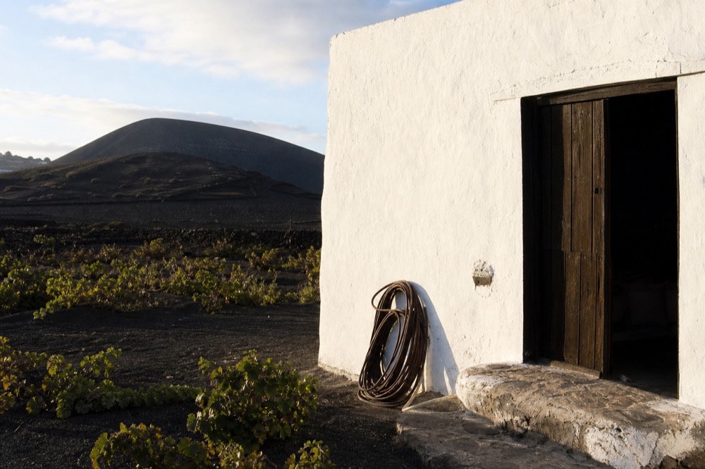 A low white Canarian bodega building with dark timber doors set against black ash and green vine pits