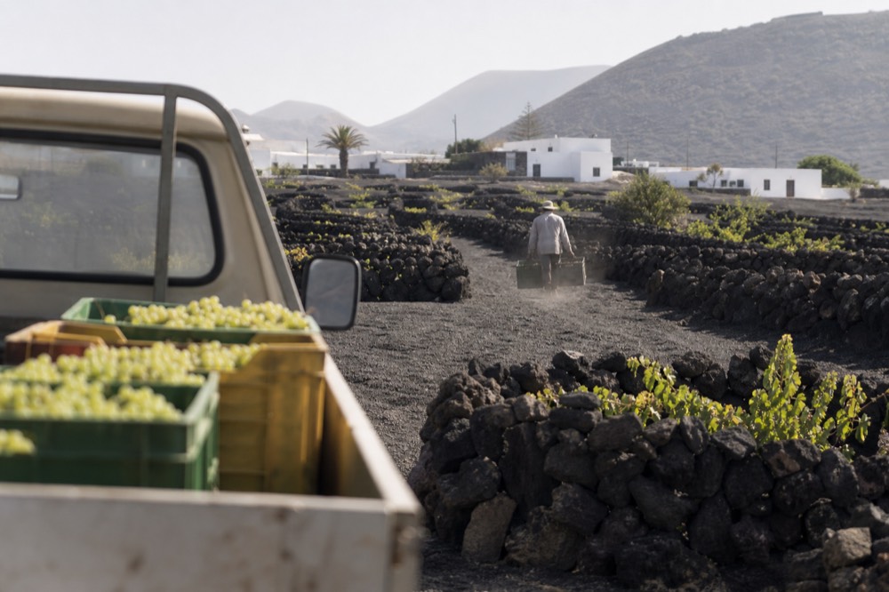 Grapes being carried in small crates across black ash between stone vine walls at harvest time