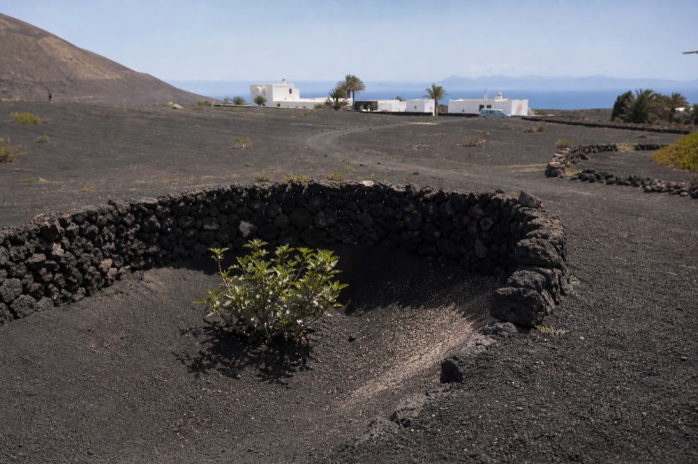 Grapevines growing in a deep ash pit with a stone windbreak under a clear sky