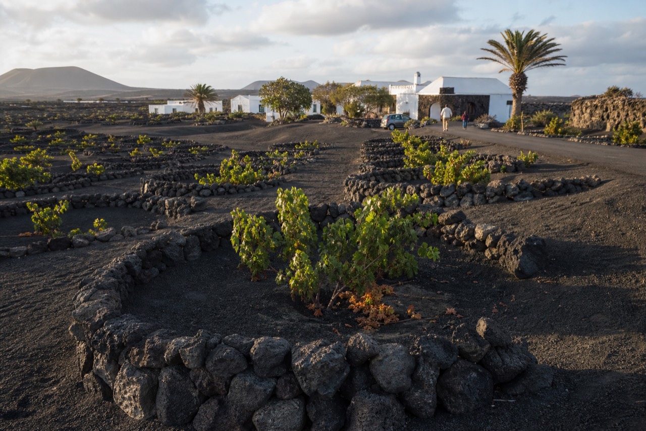 Volcanic ash vineyard with semicircular stone windbreaks at a Lanzarote winery