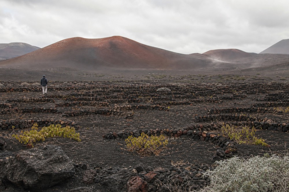 Dark volcanic cones rising above the ash plain with vine pits in the foreground