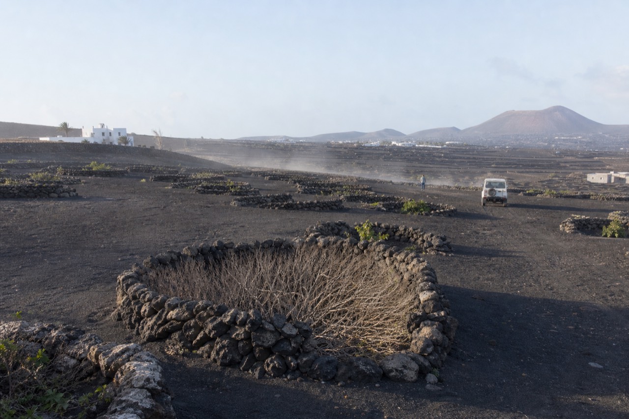 Vine pits and stone zocos in black volcanic ash under a wide sky