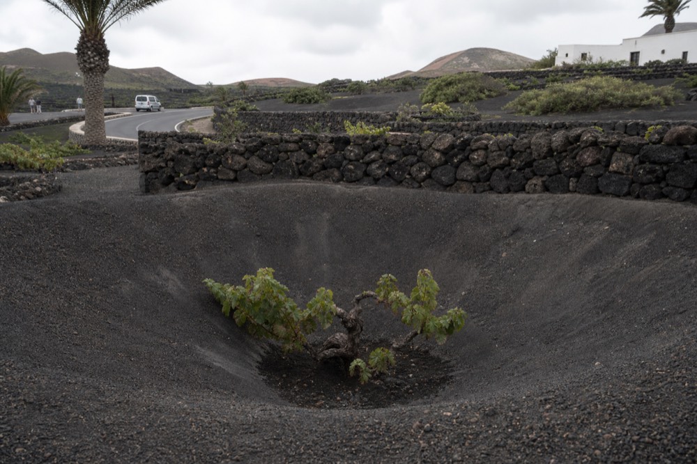 A single vine growing inside a deep hollow in black volcanic ash