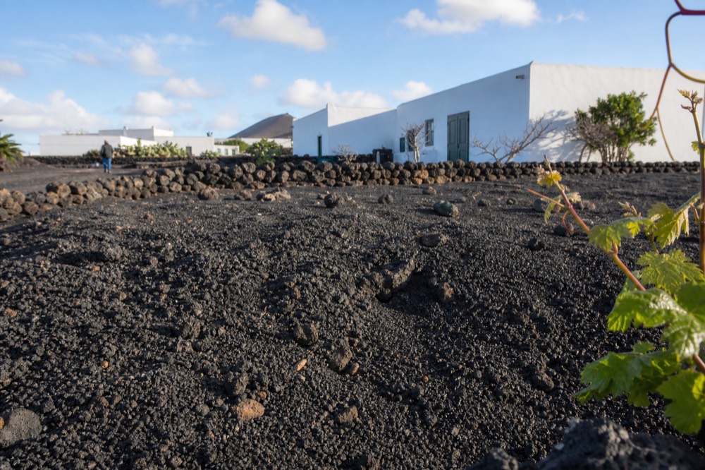 Close view of black picon gravel covering vineyard ground