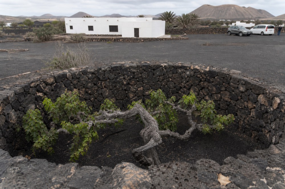 Old gnarled vine stems low inside a stone-walled pit
