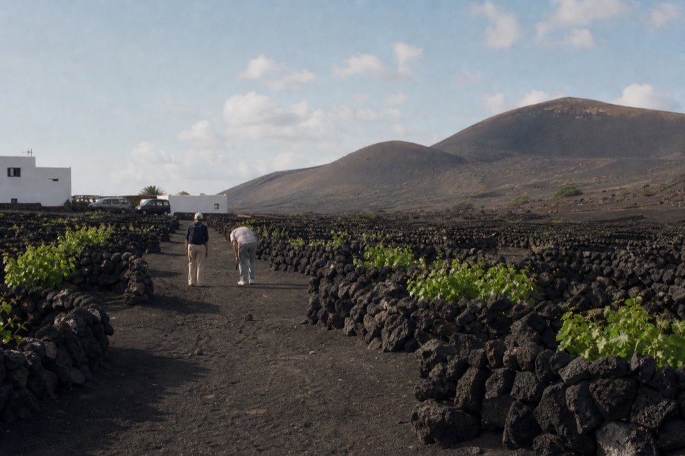 Walkers on a narrow path between vine pits and stone walls in La Geria