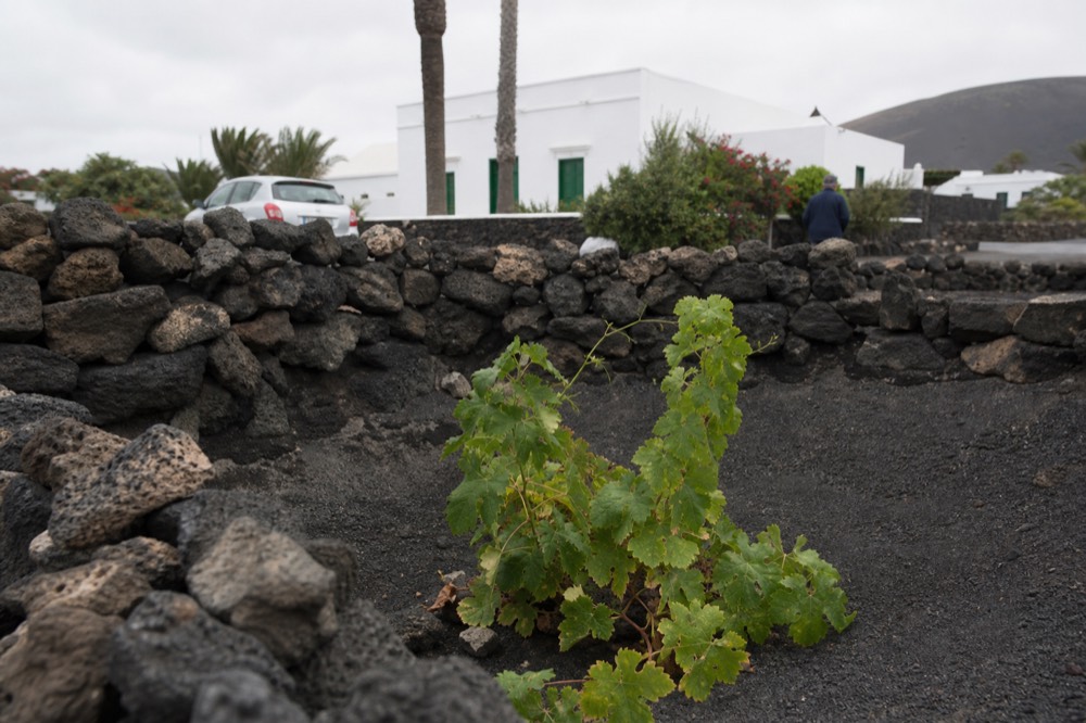 A stone zoco wall with a green vine rising from dark ash inside the pit