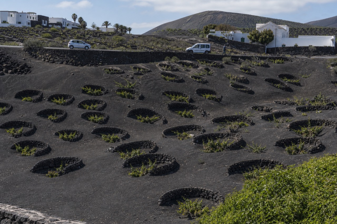 Vine pits dug into black volcanic ash with semicircular stone windbreaks
