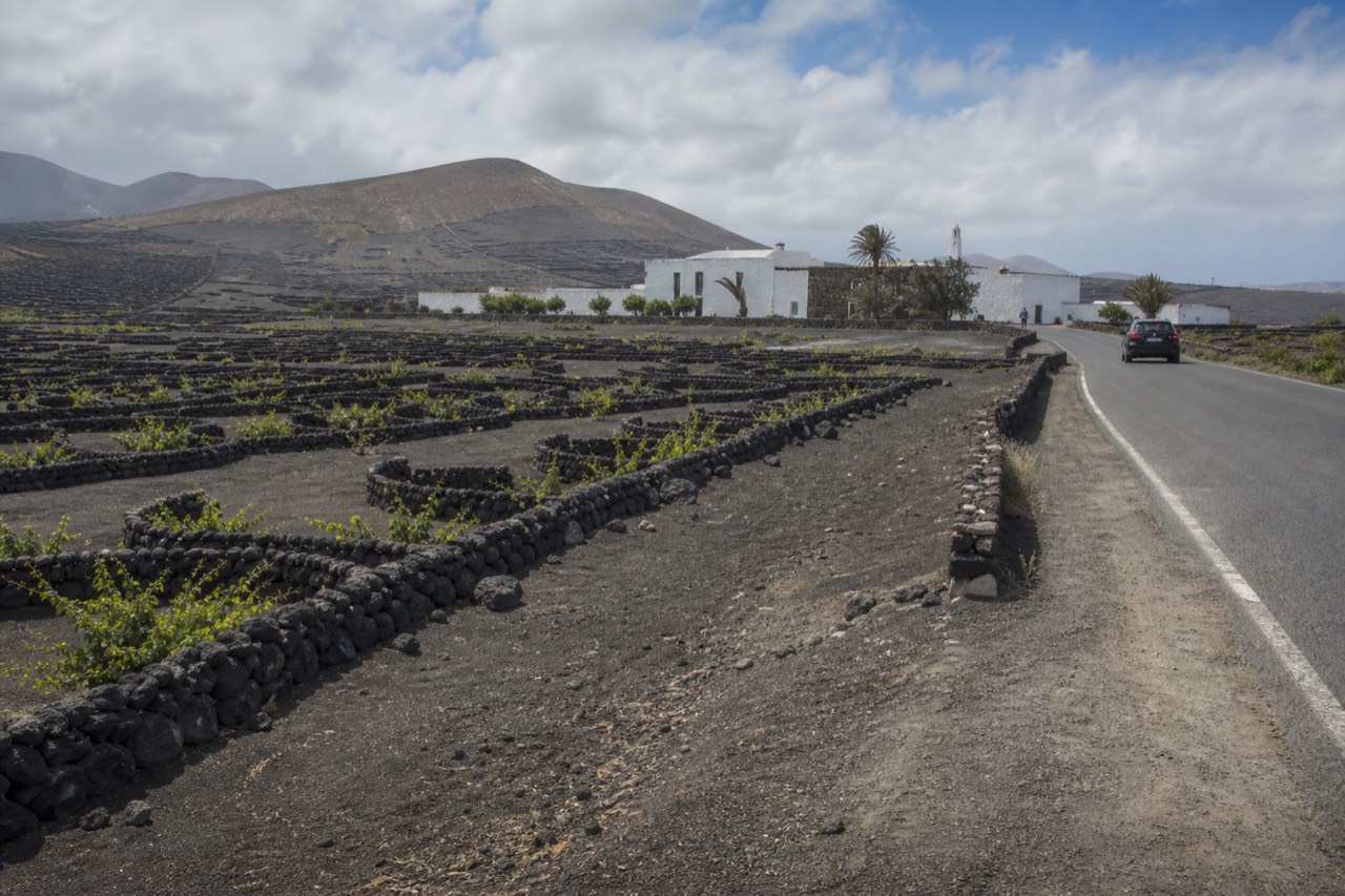 Vineyards and stone walls in La Geria with a bodega in the distance