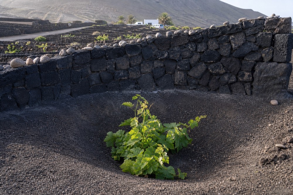 A single green vine growing inside a deep hollow in black lapilli with a stone windbreak behind it