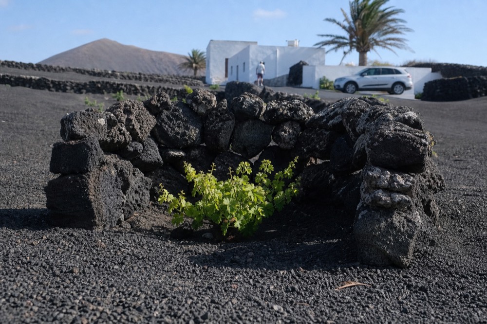 Close view of a dry-stone semicircular zoco wall sheltering a vine in a hollow of black gravel