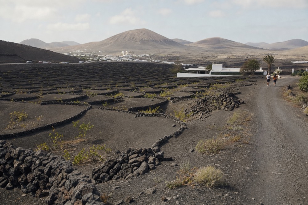 Rows of vine pits receding across a wide ash plain towards distant volcanic cones