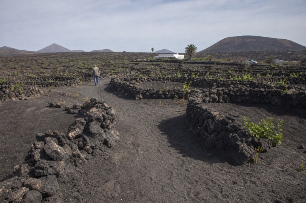 Hiking trail through volcanic ash vineyards with zocos