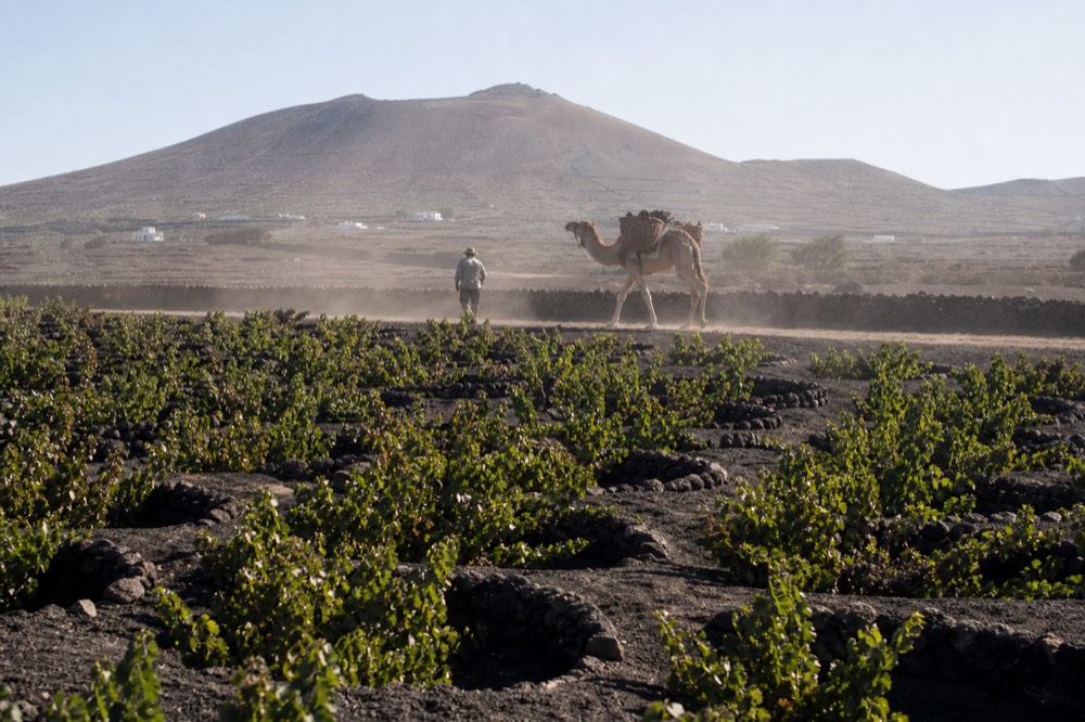 A camel carrying woven grape baskets along a track between black ash vine pits