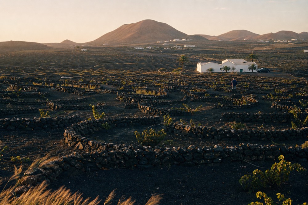 Low sun over rows of stone semicircles protecting vine pits in black sand, warm evening light
