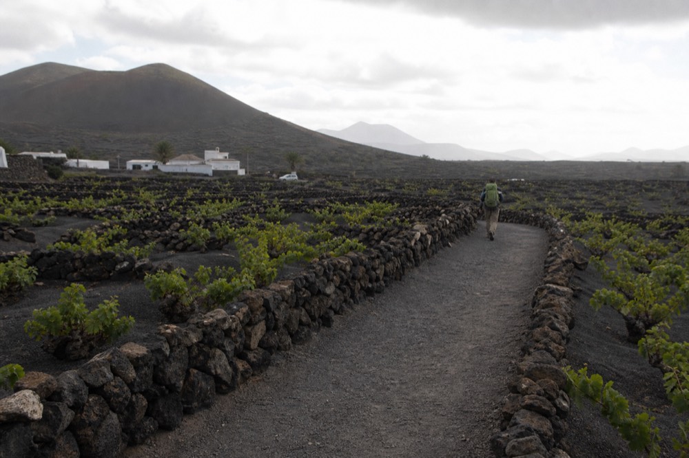 A walking path curving between low stone walls and green vine pits under a soft winter sky