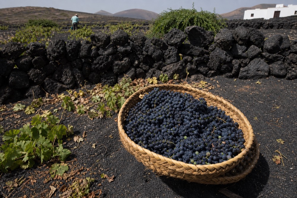 Grapes in a woven basket at harvest time in a volcanic vineyard