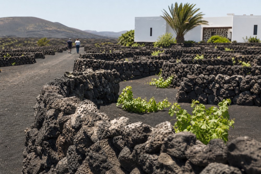 Dry stone zoco windbreak walls around vine pits in black volcanic ash