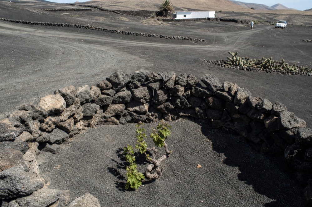 Vine pit with single vine and stone zoco wall in black volcanic ash