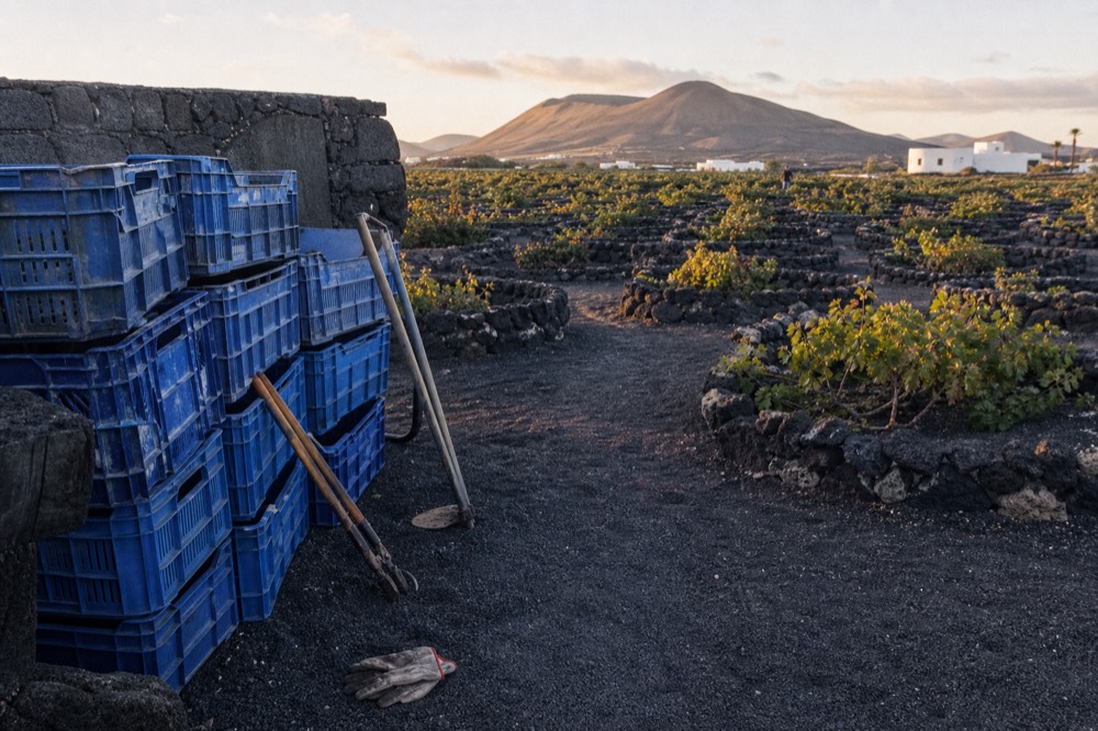 Grape harvest crates and vineyard workers' tools beside volcanic ash vines