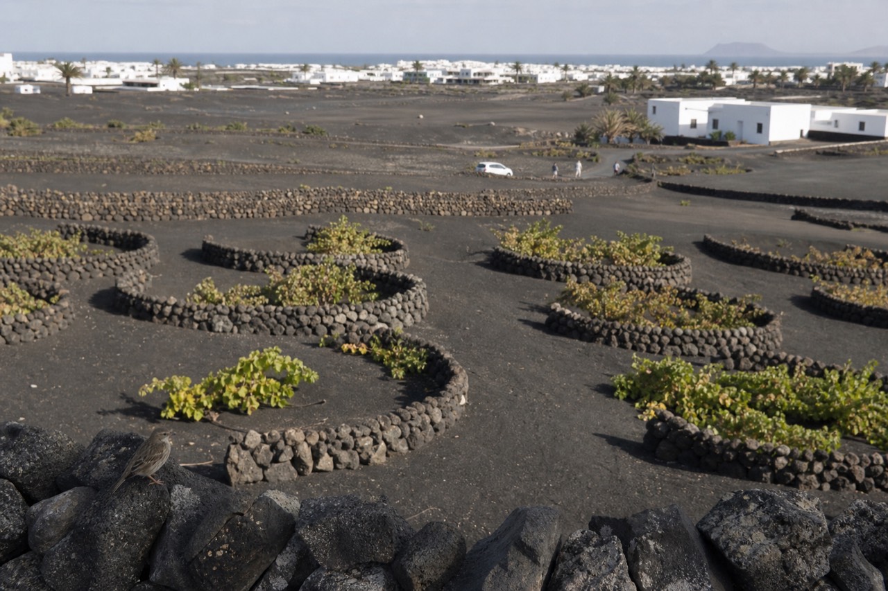 Volcanic ash vineyard pits with half-moon stone walls near Puerto del Carmen's wine country