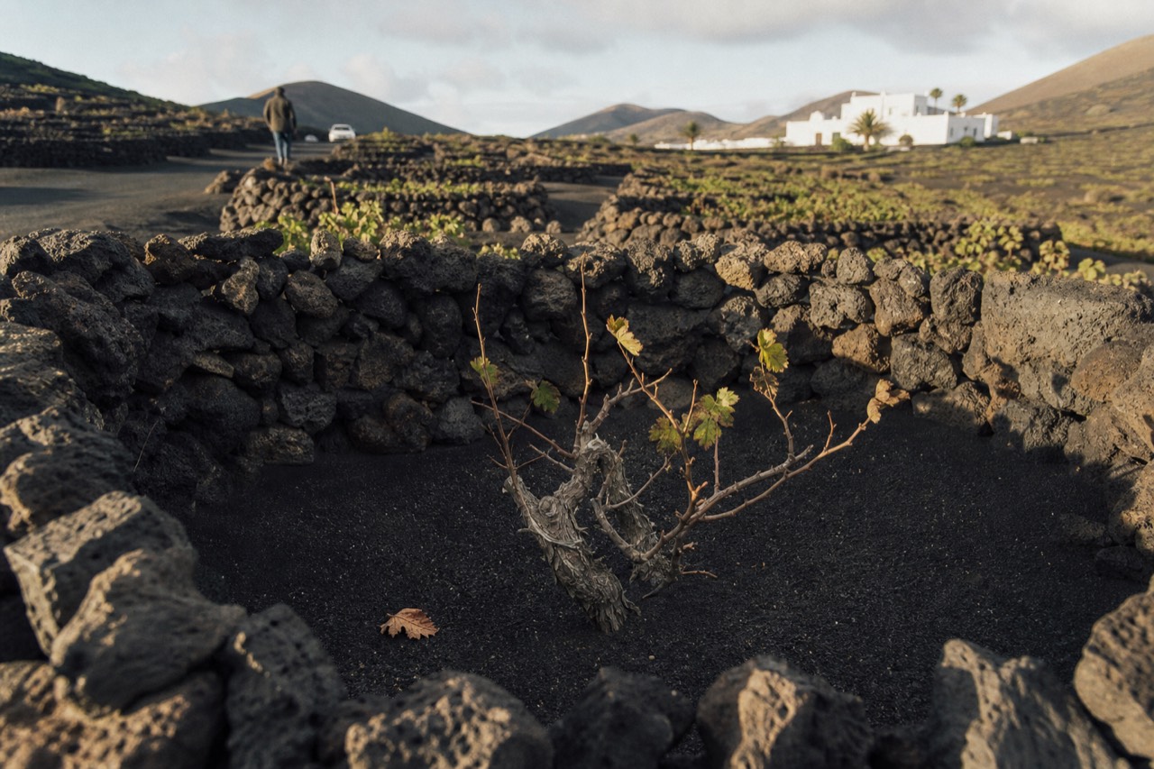 A single vine growing in a hand-dug ash pit behind a curved stone wall in La Geria, Lanzarote